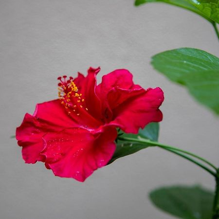 B&B I Propilei Di San Girolamo ริมินี ภายนอก รูปภาพ